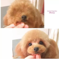 小姐姐给小狗理发视频,小姐姐手把手教你给小狗理发