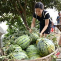 网红吃瓜湖北空降,揭秘湖北空降背后的神秘故事