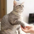 网红多多猫,萌宠界的明星风采