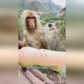小姐姐猴子,穿越时空的奇幻之旅